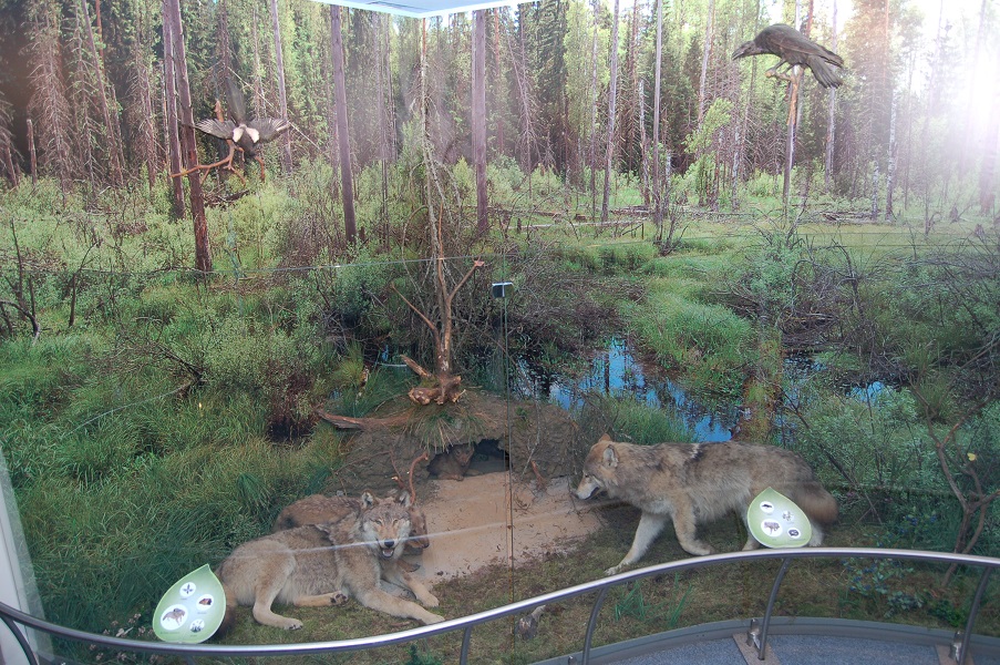 Музей природы